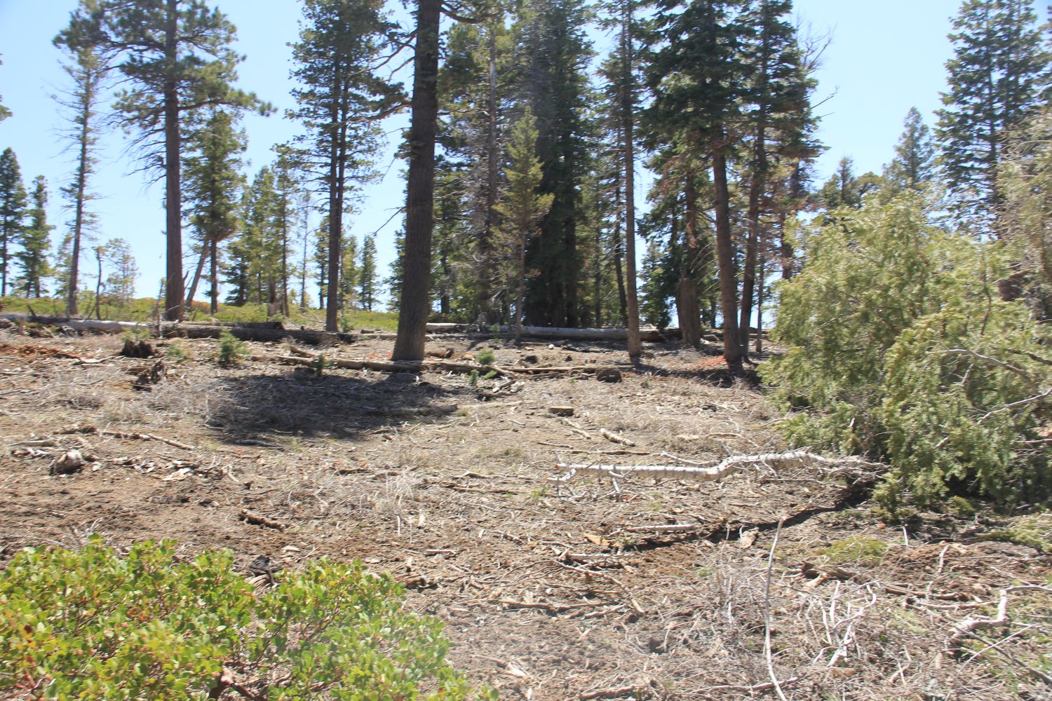 BristleCone Trail 